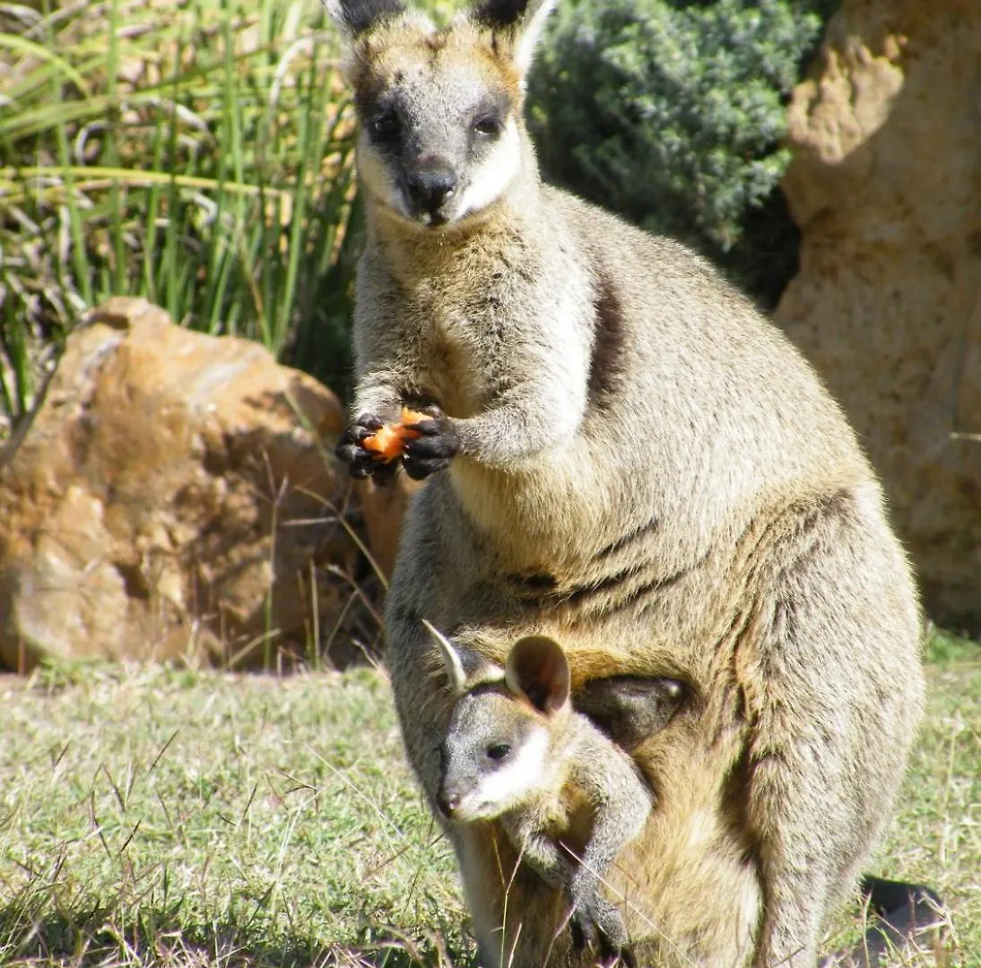 Rubyvale Motel & Holiday Units - An Adults Only Getaway 4*,  Australia